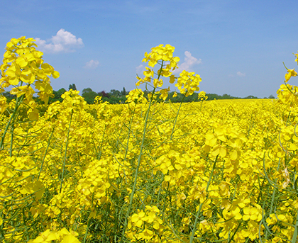 Northamptonshire countryside